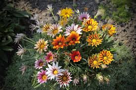 Gazania /ɡəˈzeɪniə/ is a genus of flowering plants in the family asteraceae, native to southern africa. Pflanzen Vielfalt Der Saatgut Shop Stauden Samen Beet Stauden Bodendecker Wild Stauden Steingarten Juwele