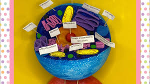 Animal cell project with play doh. How To Make Animal Cell Model Science Project Youtube