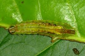 Image result for Eulophia arenicola