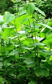 Image result for Fallopia