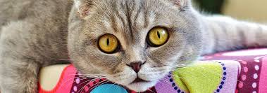 These eggs can then spread to other cats if ingested while. How To Handle Tapeworms In Cats Hill S Pet
