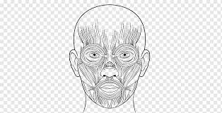 Muscle Drawing Human Body Anatomy Face Muscle Human White Face Monochrome Png Pngwing