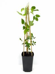Check spelling or type a new query. Shop Clematis Ernest Markham Online Plant New Day