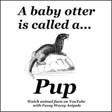 There are many things we do not know about animals. 51 Animal Facts For Kids Ideas