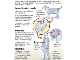 Image result for Rabies