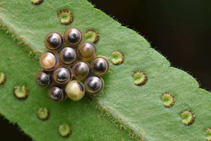 The Blobby, Dazzling World of Insect Eggs