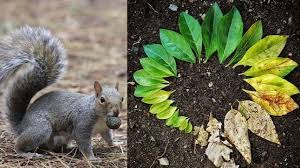 In this interactive powerpoint you can preview and discuss vocabulary covering the basic needs of plants and animals standard. How Do Animals Help Plants 4 Symbiotic Interactions