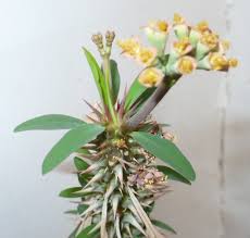 Image result for Euphorbia didiereoides