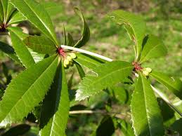Image result for Berberis julianae