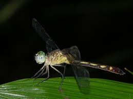 Image result for Ochna angustata