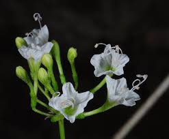 Image result for Commicarpus plumbagineus