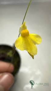 Image result for Utricularia subulata