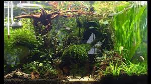 Possibly the easiest aquascaping type to replicate, the jungle style aquarium represents a real challenge to the inexperienced aquarist. Aquascaping Designs Jungle Aquariums All About Planted Aquariums