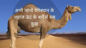Camels have long been domesticated and, as livestock, they provide food (milk and meat) and textiles (fiber and felt from hair). à¤° à¤— à¤¸ à¤¥ à¤¨ à¤• à¤œà¤¹ à¤œ à¤Š à¤Ÿ à¤• à¤¬ à¤° à¤® à¤œ à¤¨ à¤¸à¤¬ à¤• à¤› Know Everything About Camel Ship Of Desert Youtube