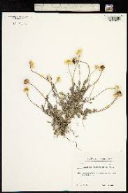 Image result for Anisopappus kirkii