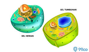Struktur sel tumbuhan dan fungsinya informasi tanaman kehutanan. Perbedaan Sel Hewan Dan Tumbuhan Lengkap Dengan Penjelasan