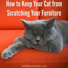 How To Stop A Cat From Scratching Your Furniture Cat Scratching Furniture Cat Proof Couch Cat Proofing