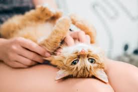‪31 Cat Facts That Will Fascinate You‬‏