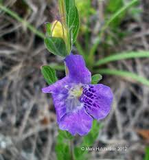 Image result for Dyschoriste albiflora