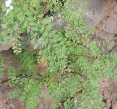 Image result for Phyllanthus gossweileri