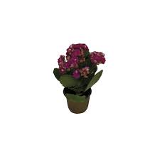 Kalanchoe Dobrado Mini Pote 06 Leroy Merlin