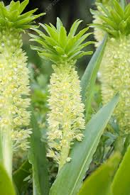 Image result for Eucomis autumnalis
