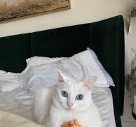 Casa Del Gato Blanco : r/WhiteCats