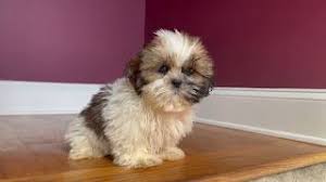 Check spelling or type a new query. Justin S T Cup Toy Puppy S