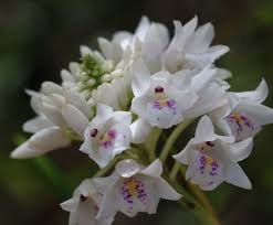 Image result for Polystachya odorata