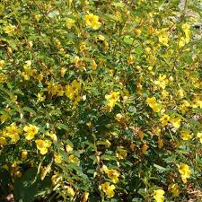 Image result for Chamaecrista parva