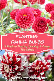 Planting Dahlia Bulbs Dahlia Care Planting Dahlias Dahlia Flower Garden Spring Flowering Bulbs