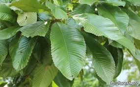 Image result for Dillenia indica