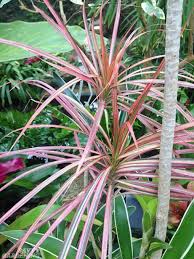 Best indoor flowers for apartments. Apartment Plants 15 Of The Best Houseplants For Apartment Living