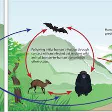 Ebola, also known as ebola virus disease (evd) or ebola hemorrhagic fever (ehf), is a viral hemorrhagic fever in humans and other primates, caused by ebolaviruses. Pdf Ebola Virus And Its Public Health Significance A Review