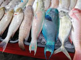 Ikan yang ditangkap seorang nelayan ini struktur giginya sangat mirip manusia, sehingga fotonya langsung viral ke seluruh dunia. Kalau Pergi Pasar Atau Makan Di Restoran Tolong Jangan Beli Makan Ikan Biru Ni Libur
