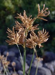 Image result for Cyperus denudatus