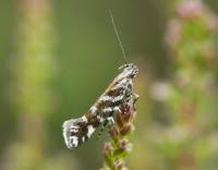 Image result for Ericinella