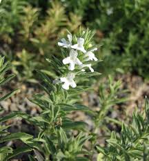 Image result for Satureja