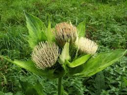 Image result for Cirsium