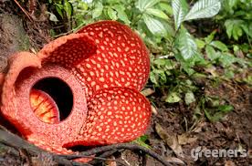 We did not find results for: Rafflesia Arnoldii Bunga Terbesar Di Dunia Asal Sumatera Greeners Co