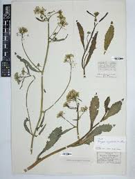 Image result for Rorippa nudiuscula