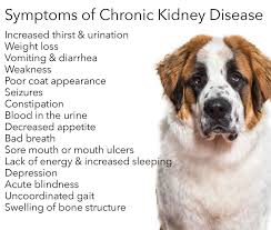 Chronic Kidney Disease In Dogs Dog Kidney Disease Diet Kidney Disease Dog Food Recipes
