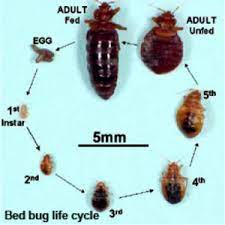 A newly emerged nymph (baby bed bug) will seek out a blood meal and feed. Bed Bug Resources Information And Faq S You Kill Bed Bugs Ltd