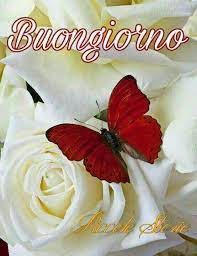 18 febbraio 2021 senza categoria. Buongiorno Rosa Bianca Immagini Foto Di Fiori