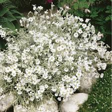 Image result for Cerastium