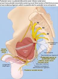 Image result for Obturator Nerve Compression