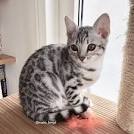 Bengal Cats and Kittens for sale in the UK | Pets4Homes