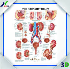 Medical Science Subject Human Anatomy Chart Buy Medical Poster Pvc 3d Poster Medical Education 3d Poster Product On Alibaba Com