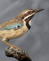 Image result for Burmannia madagascariensis