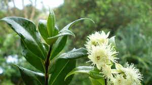 Lemon leaves, botanically classified as citrus limon, grow on a thorny tree that can reach up to six meters in height and are members of the rutaceae lemon leaves are not consumed and are best suited for cooking applications such as grilling or sautéing. Lemon Myrtle Backhousia Citriodora Tucker Bush